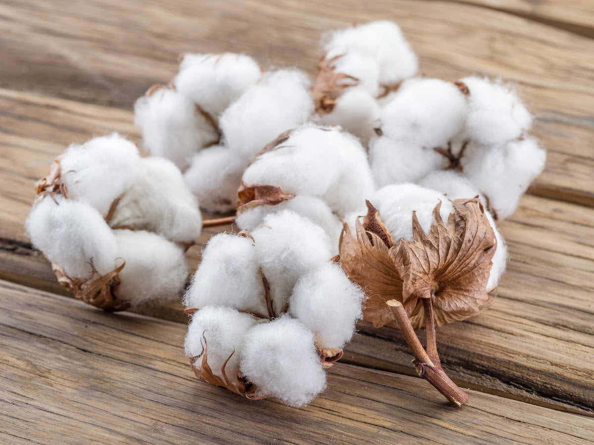 COTTON / LATHA